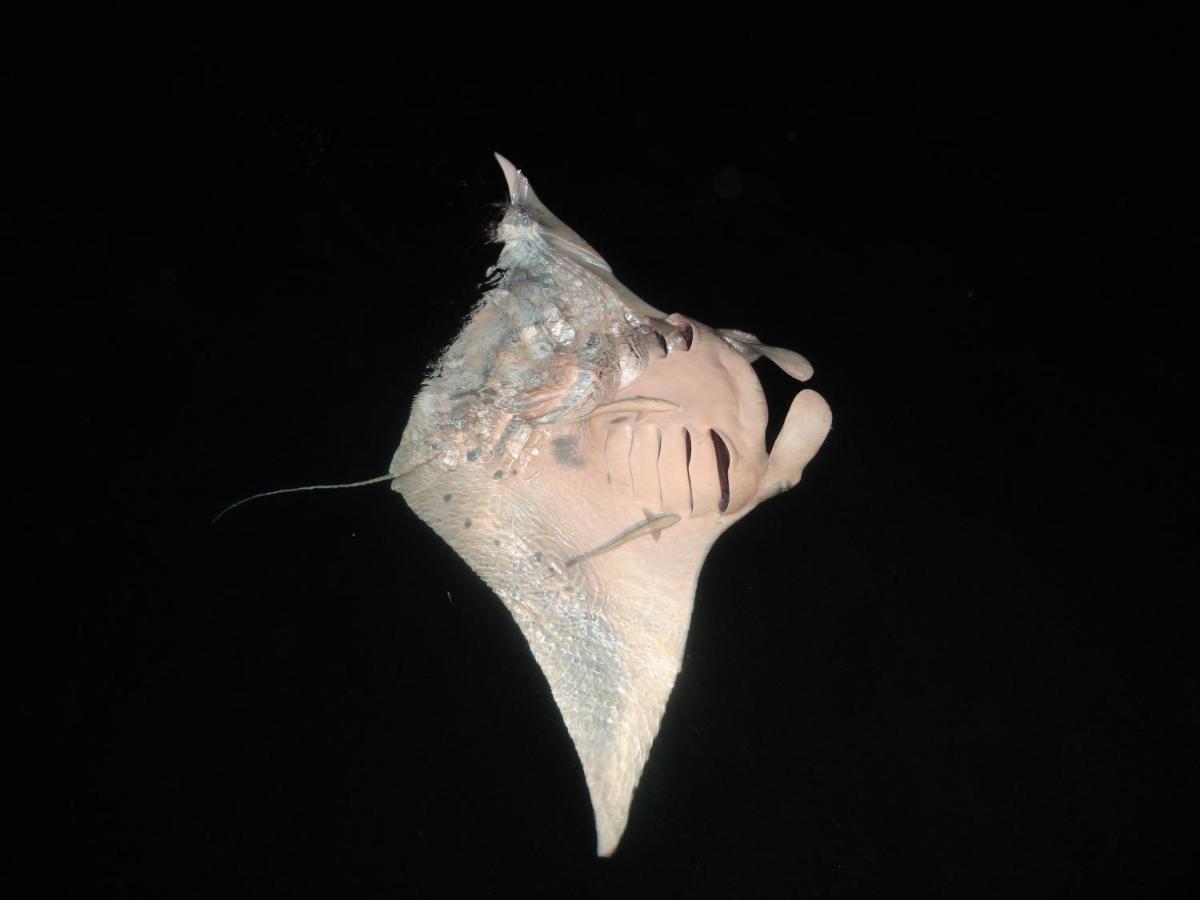 Leaf Fish Guesthouse Maldives Keyodhoo  Екстер'єр фото